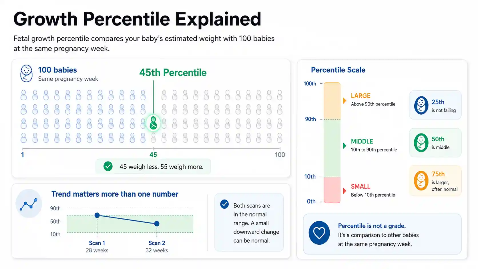 Fetal Growth Calculator visual showing 45th percentile comparison, baby weight range bands, and scan trend insight