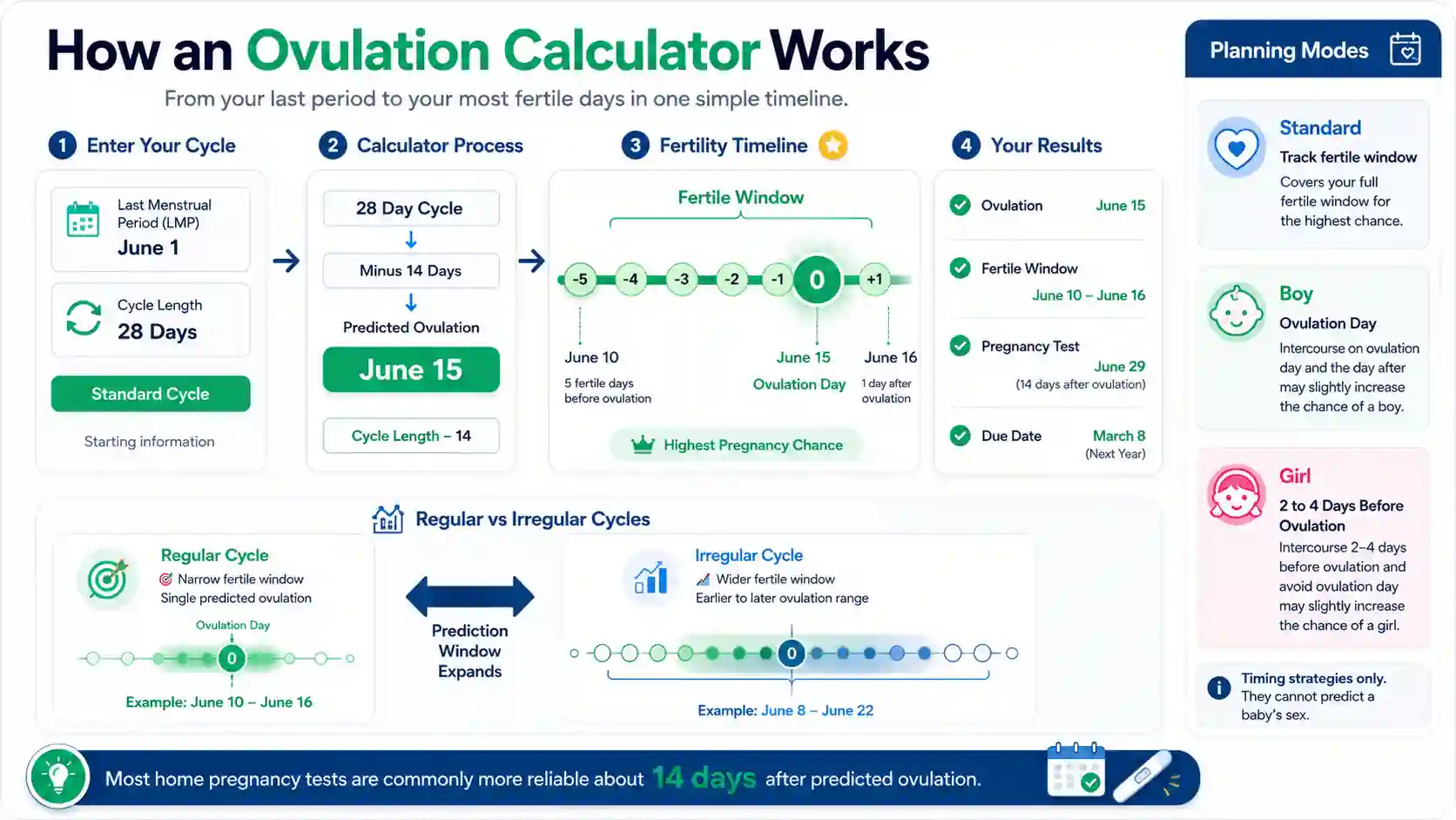 Ovulation calculator infographic showing cycle inputs, ovulation calculation, fertile window timeline, pregnancy test timing, and result dashboard.