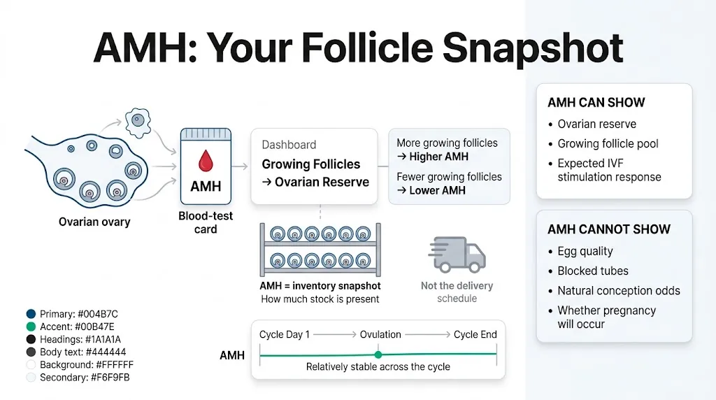 AMH calculator showing follicles, ovarian reserve, and what AMH can and cannot reveal about egg quality and fertility